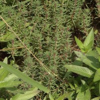 Myriophyllum indicum Willd.